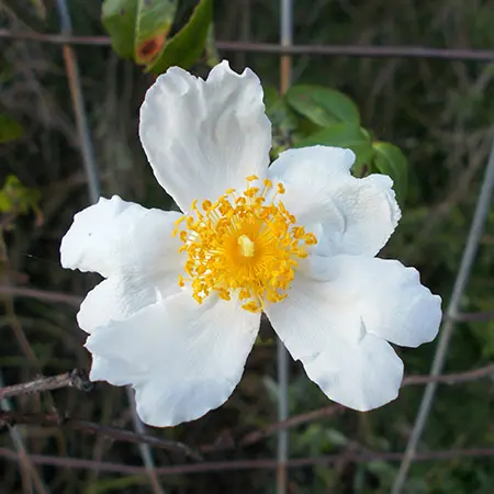 types of roses with Musk rose