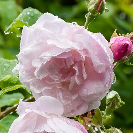 types of roses with noisette roses