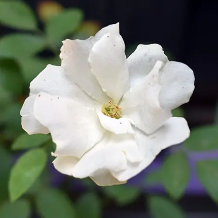 types of roses with polyantha roses