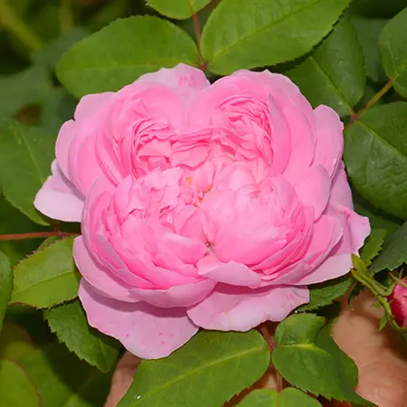 types of roses with portland roses