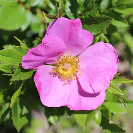 types of roses with Prairie rose