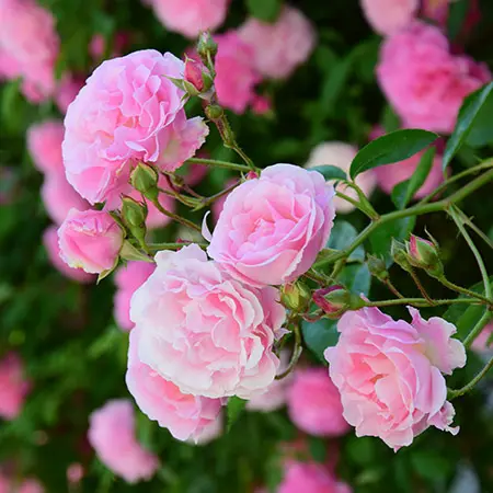 types of roses with rambling roses