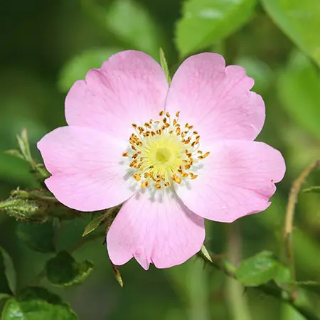 types of roses with Sweetbriar rose