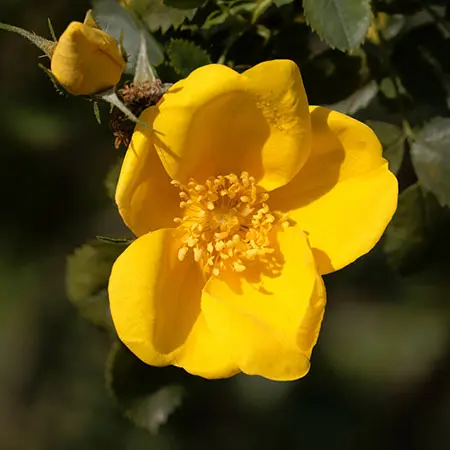 types of roses with tea roses