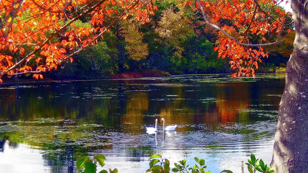 A photo of loving fall at a pond with fall foliage and swans.