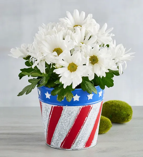 Patriotic Daisy Mum