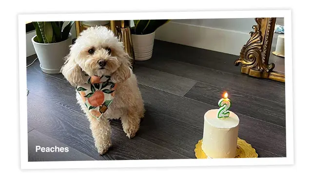 Photo of Peaches celebrating her second birthday