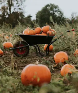 Halloween pumpkins in a wheelbarrow dark autumn mood