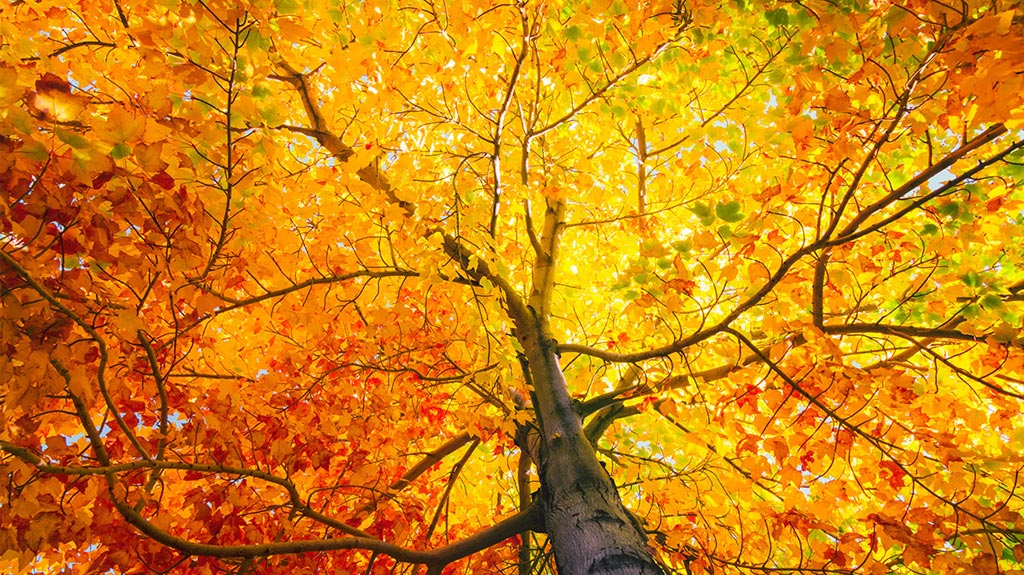 Tree with colorful leaves in fall