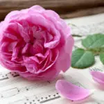 funeral songs with flower sitting on music book