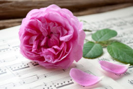 funeral songs with flower sitting on music book