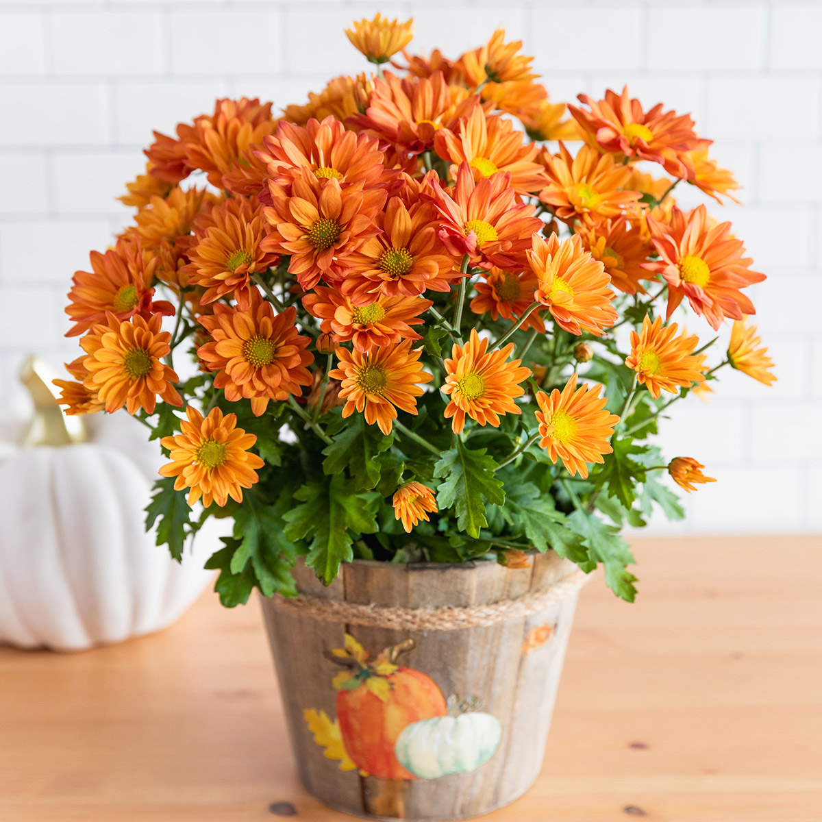 how to care for mums with orange mums on a pot
