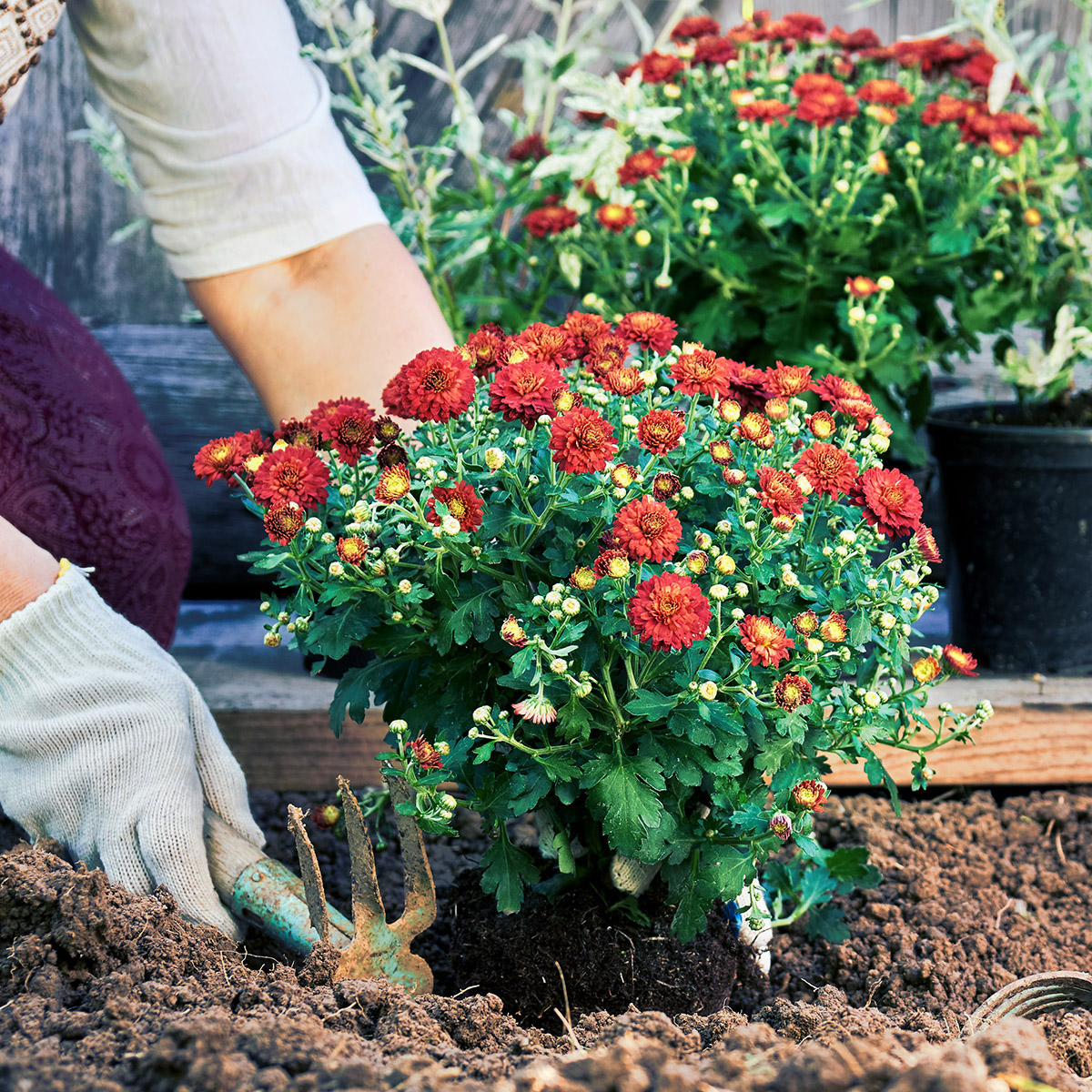 how to care for mums with women planting mums in the ground