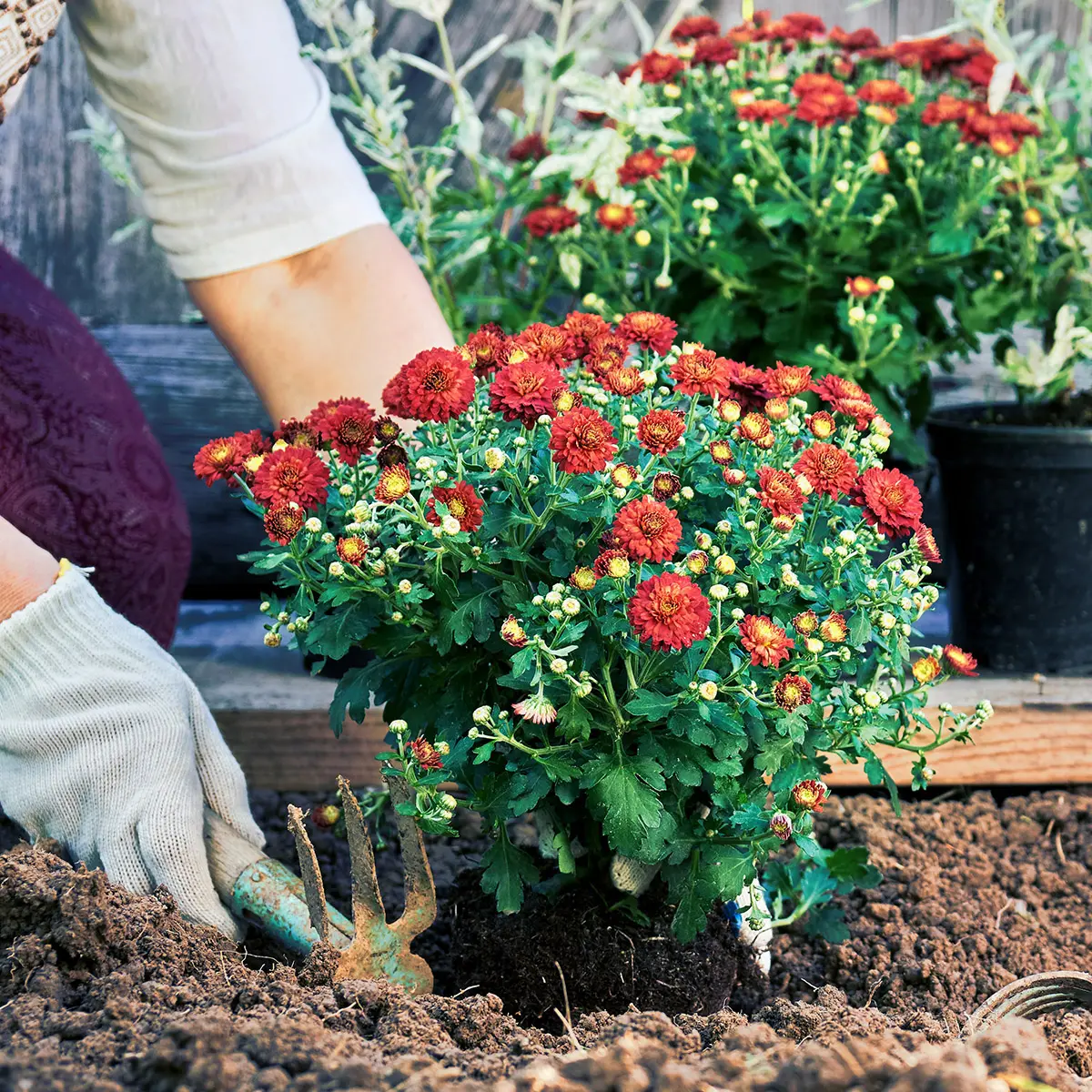 how to care for mums with women planting mums in the ground