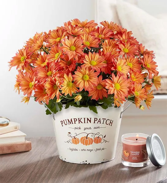 Especias de calabaza con crisantemos y velas