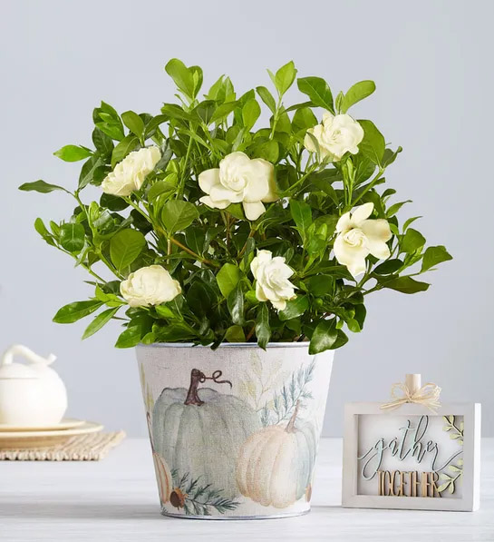 Regalos de anfitrión de Acción de Gracias Planta de Gardenia