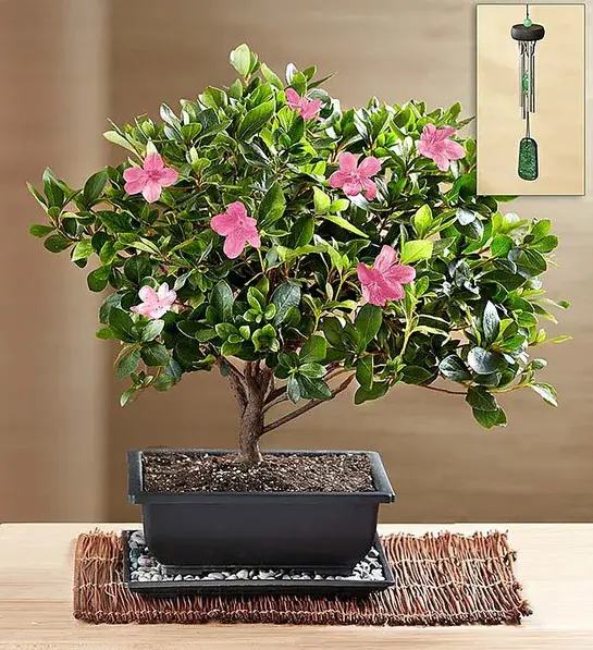 best hostess gift ideas with azalea bonsai