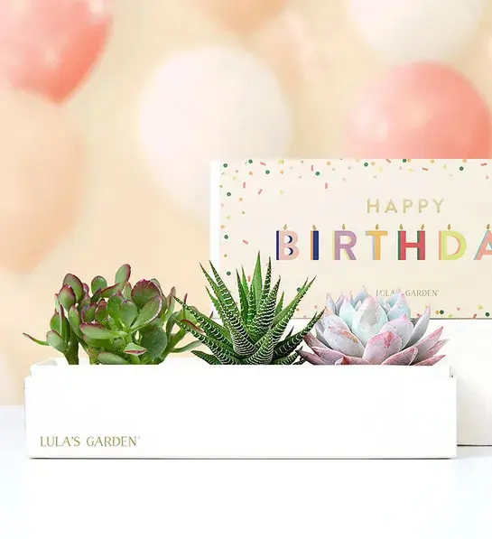 birthday gift ideas for mom with Happy Birthday Succulents