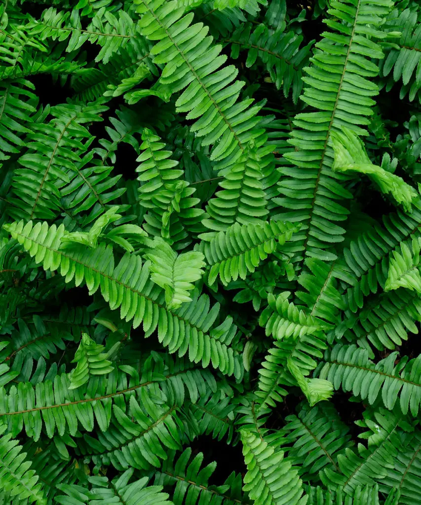 houseplants with boston fern
