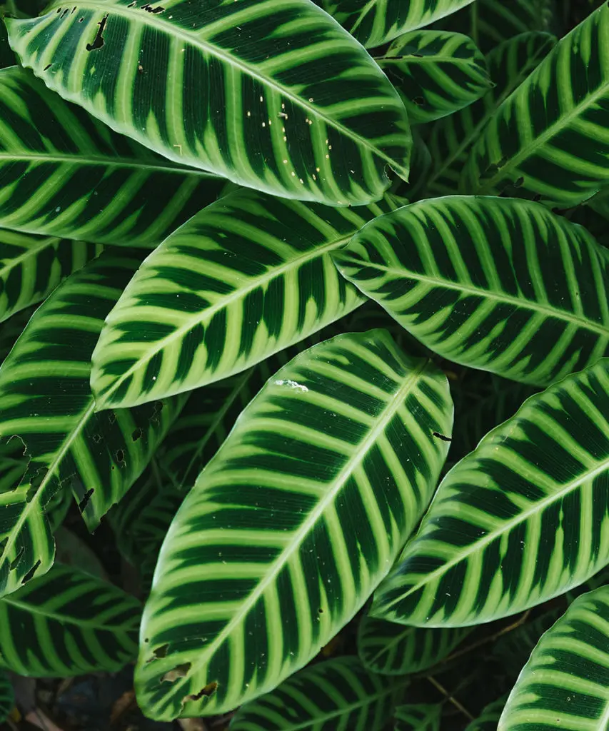 green houseplants with calathea