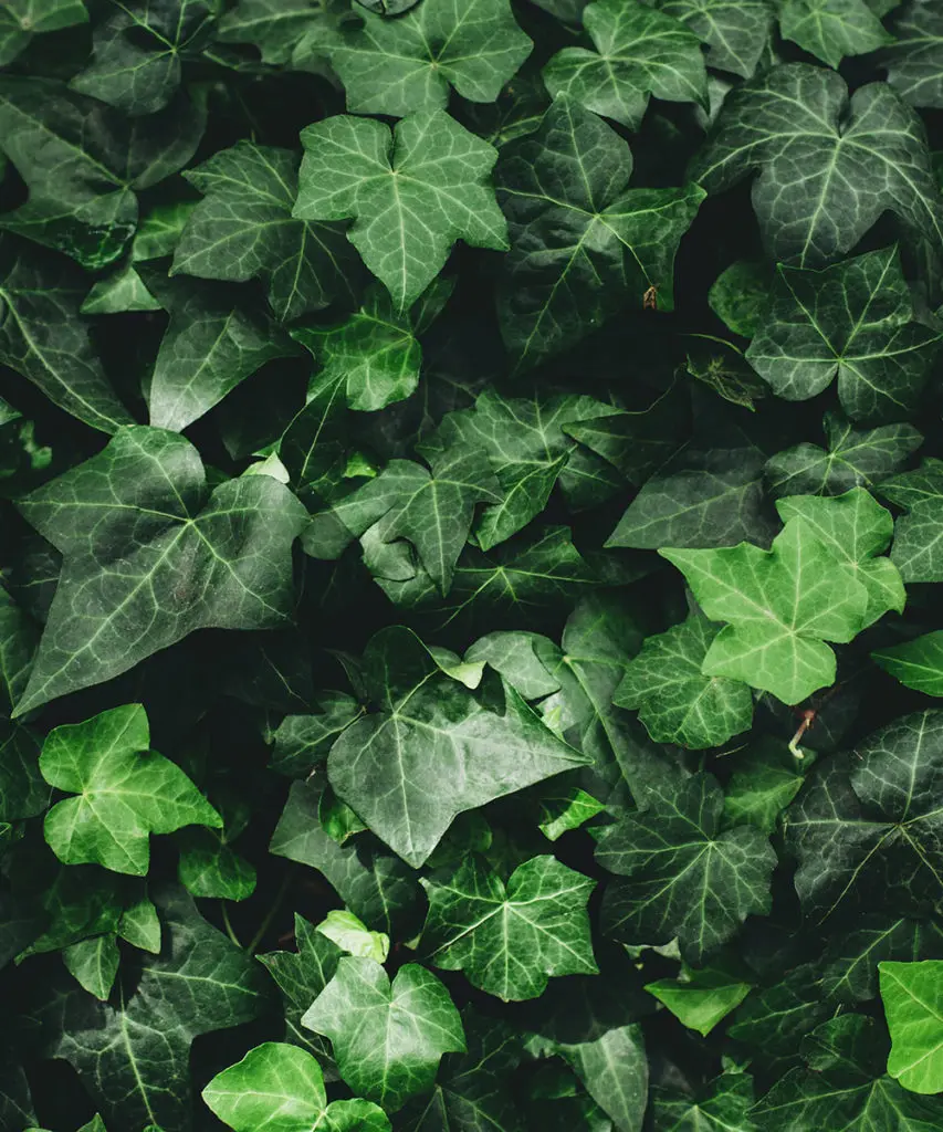 green houseplants with english ivy