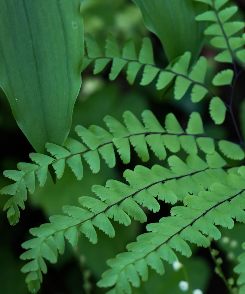 houseplants with maidenfair fern