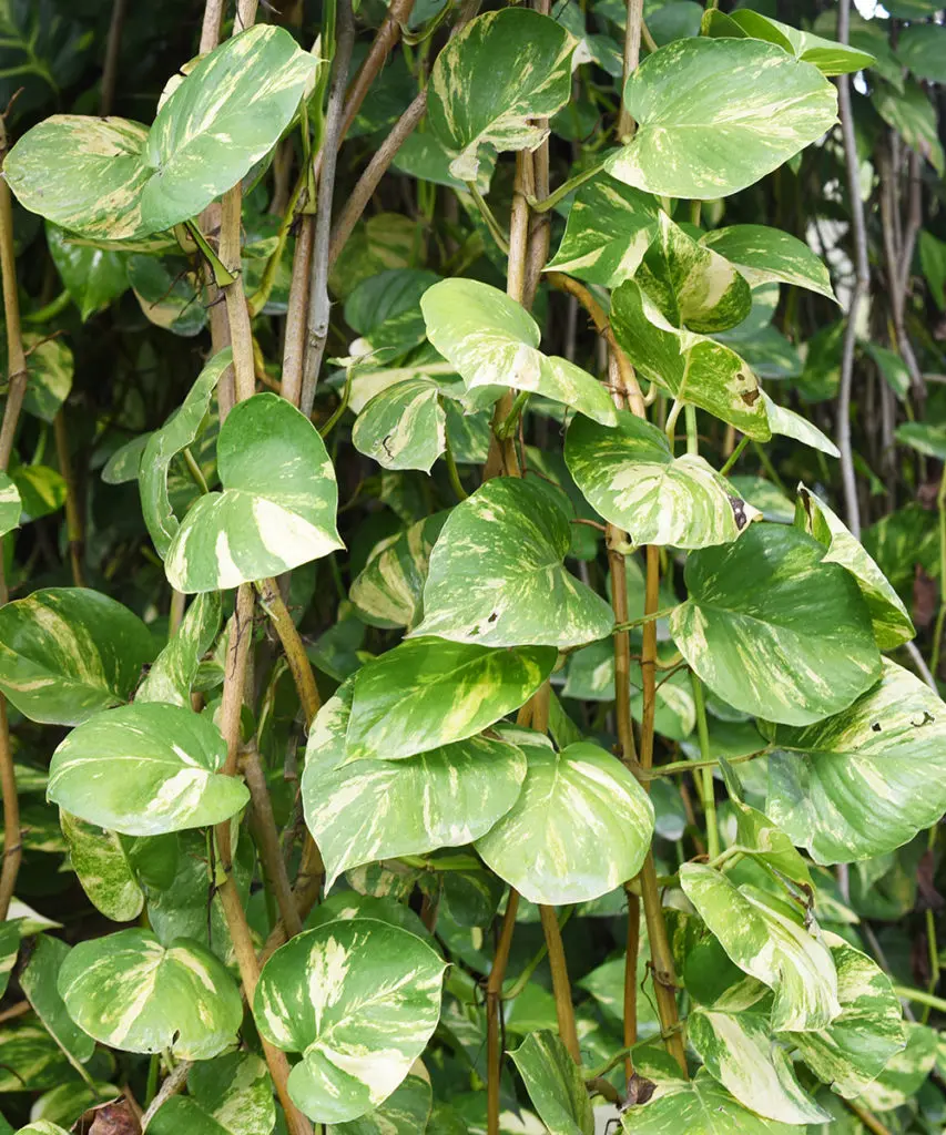 houseplants with pothos