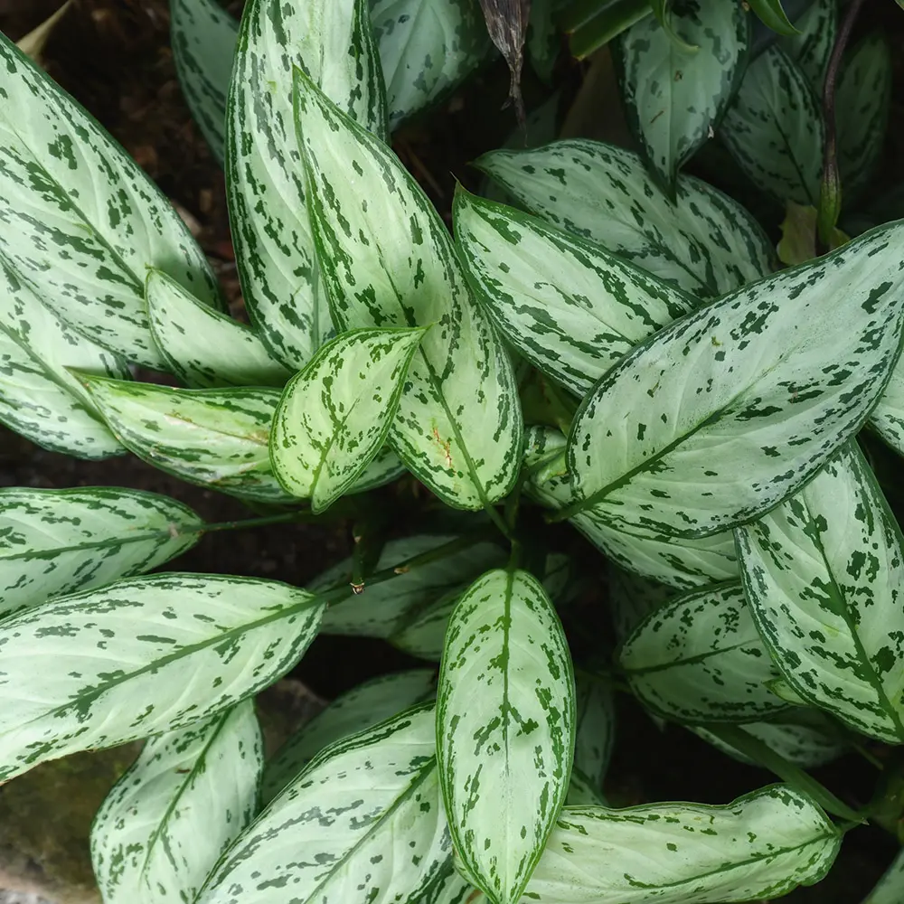 low maintenance plants with aglaonema