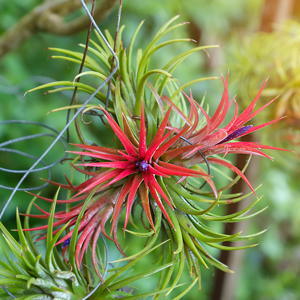 low maintenance plants with air plants