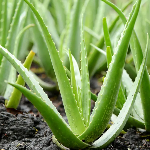 low maintenance plants with aloe vera