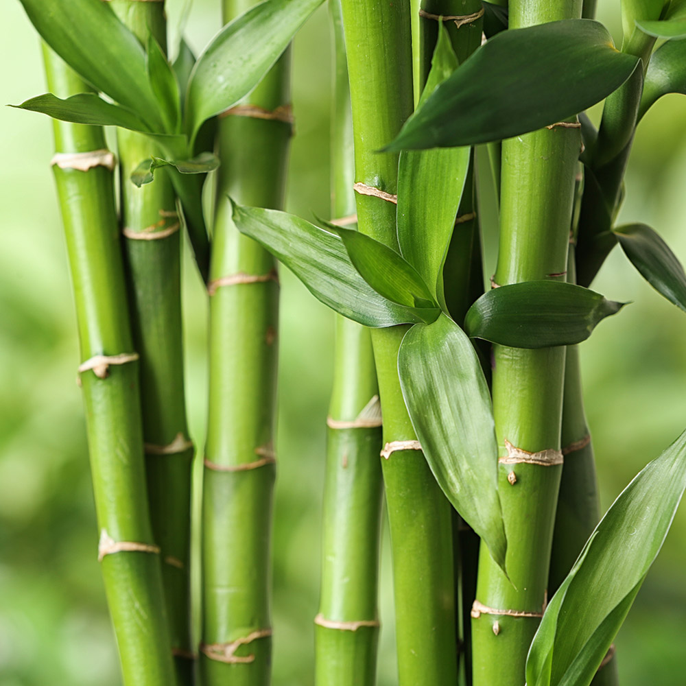 low maintenance plants with lucky bamboo
