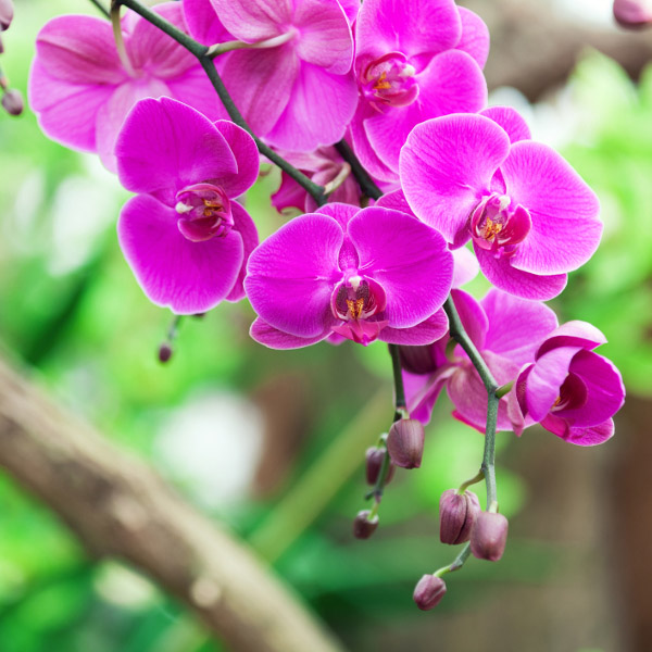 low maintenance plants with orchids