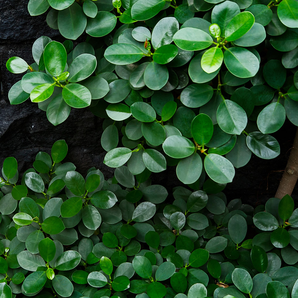 low maintenance plants with peperomia
