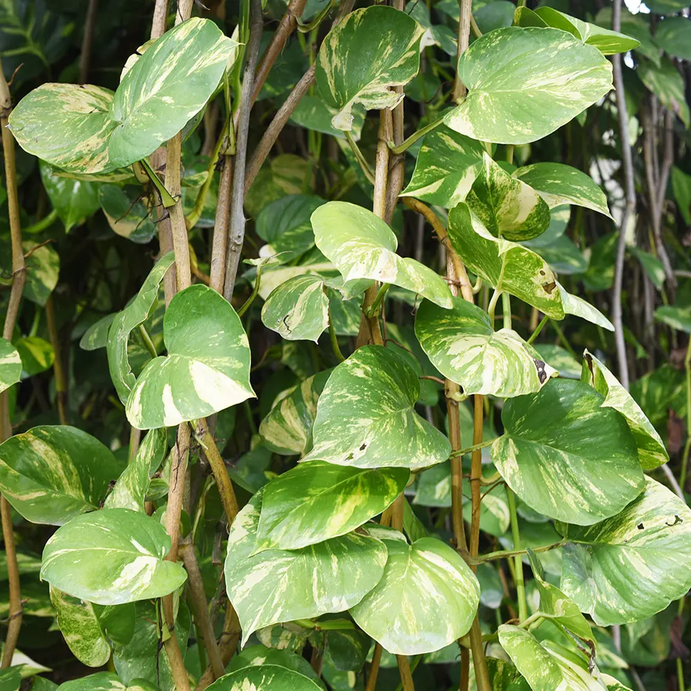 low maintenance plants with pothos