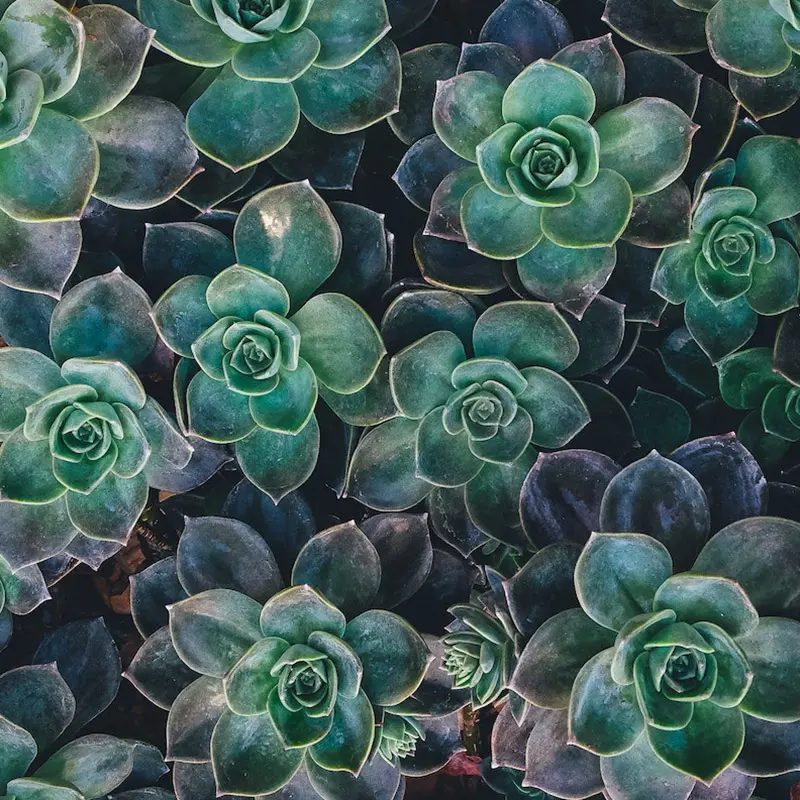 low maintenance plants with succulents