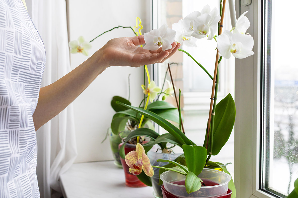Cuidado de orquídeas con mujer cuidando orquídeas blancas