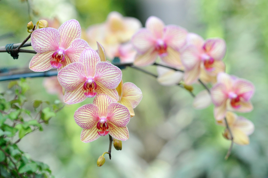 Datos de orquídeas con orquídeas florecientes de color amarillo-rosado