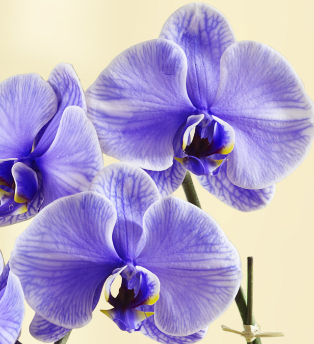 Hechos de orquídeas con primer plano de la orquídea