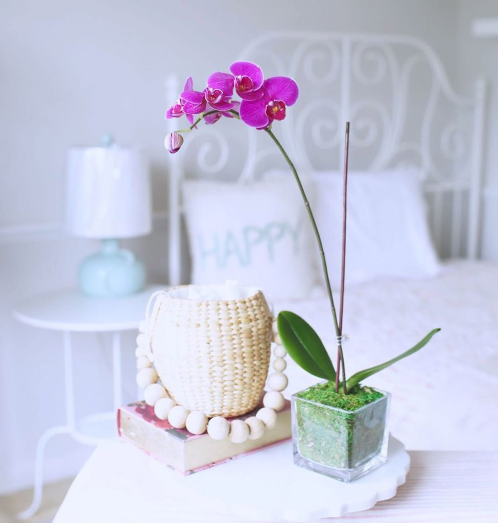 orchid facts with orchids in bedroom