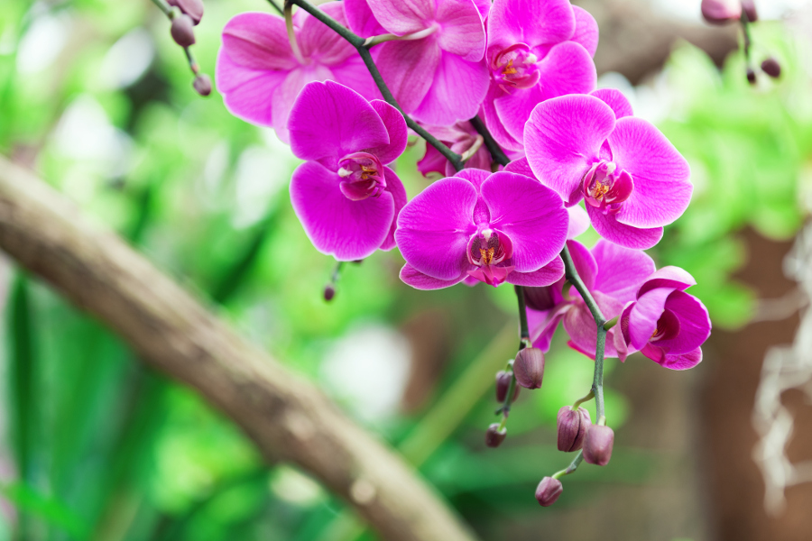 Hechos de orquídeas con orquídeas moradas