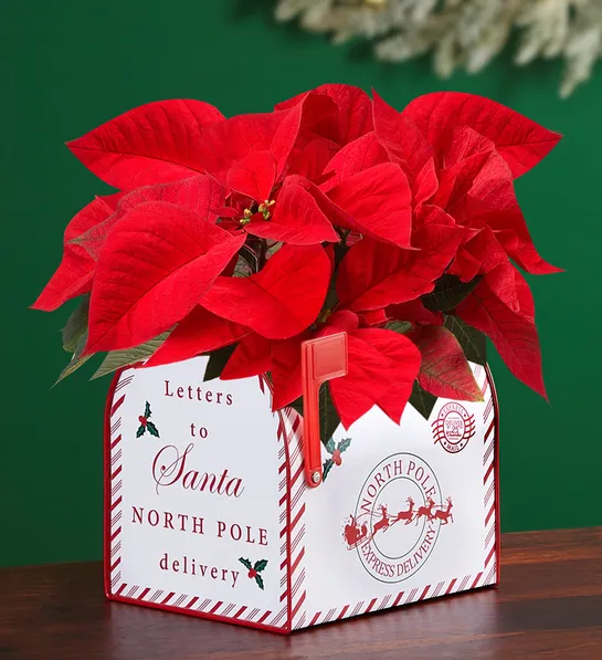 Letters to Santa Poinsettia