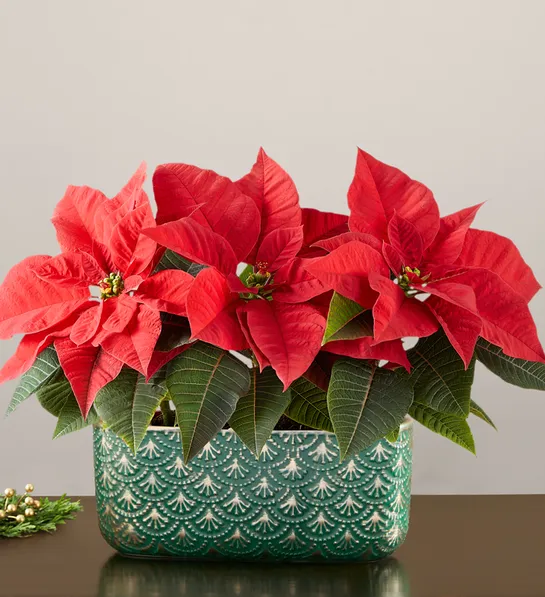 Mini Poinsettia Trio