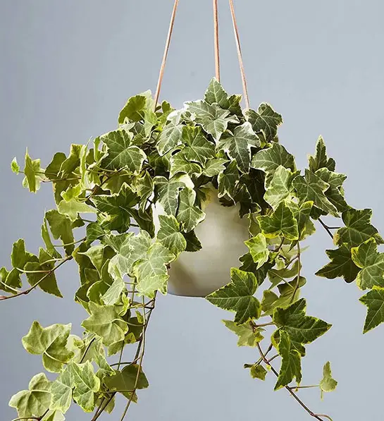 birthday gifts for capricorn with english ivy hanging plant