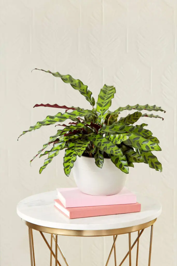 calathea rattlesnake care