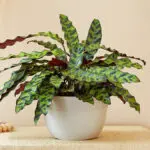 calathea rattlesnake hero