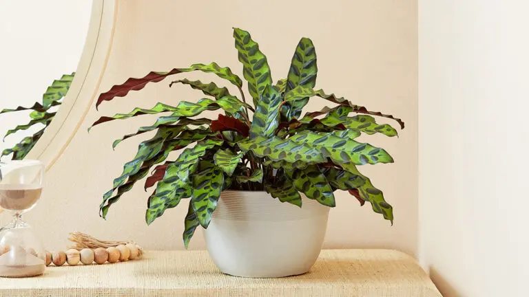 calathea rattlesnake hero