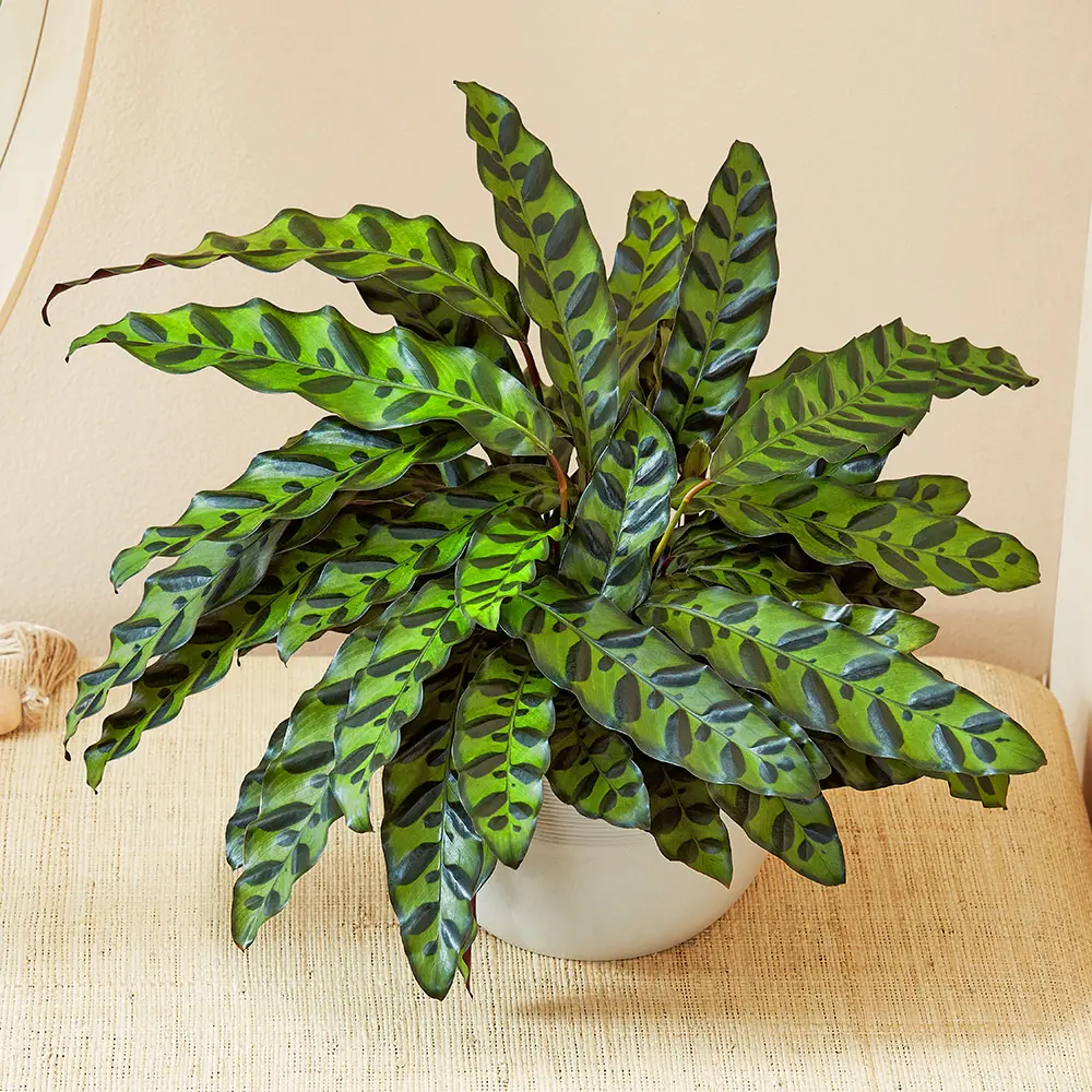 calathea rattlesnake in decor