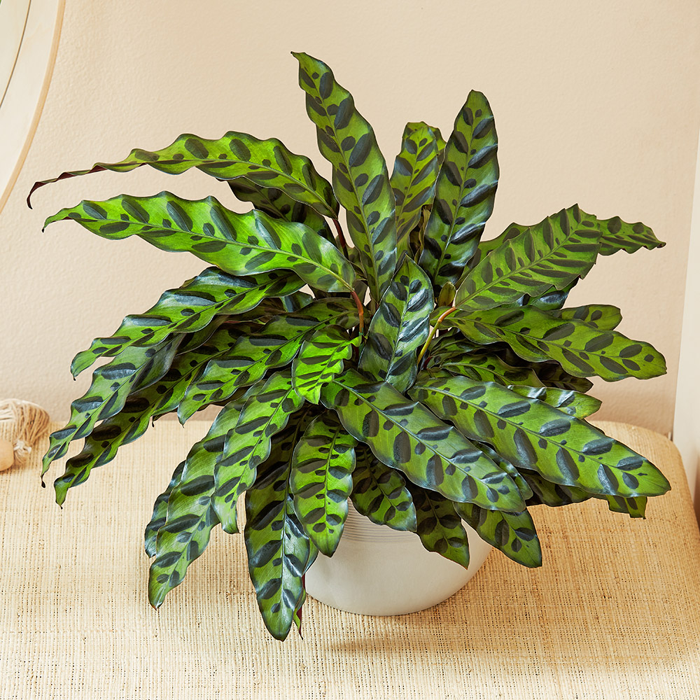 https://www.flowers.com/blog/wp content/uploads///calathea rattlesnake in decor