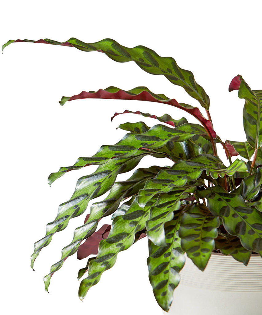 calathea rattlesnake leaves