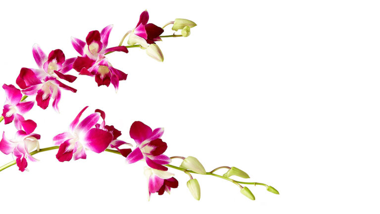 orchid bloom hero